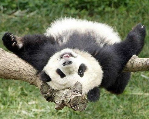 pandaturnir1297639034_6