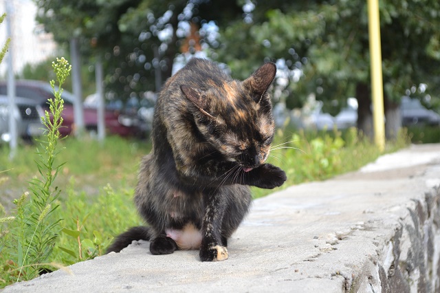 14082016DSC 0019 15